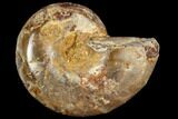 Sliced, Agatized Ammonite Fossil (half) - Jurassic #110738-1